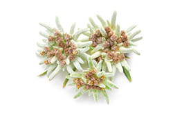 Edelweiss extract