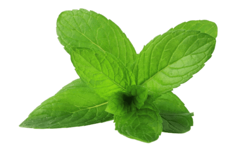 Mint leaves have a refreshing effect